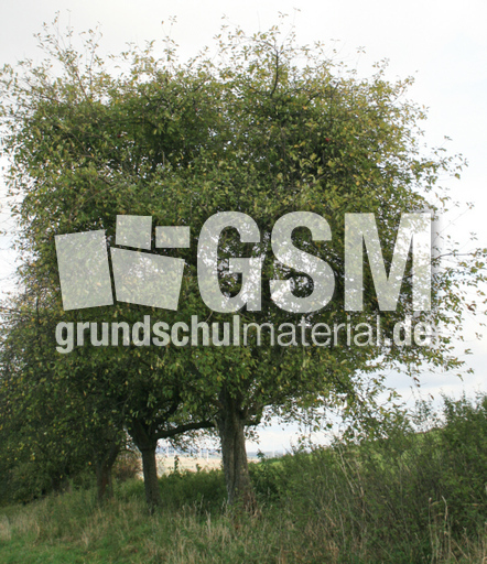 Apfelbaum-5.jpg